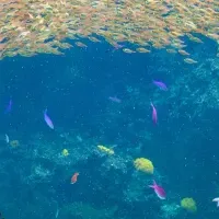 福島水族館イベント