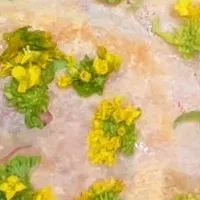 春の味覚、菜の花