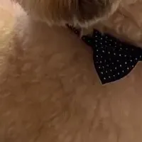 愛犬と楽しい音楽