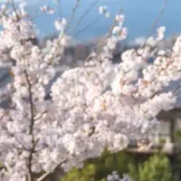 青龍が魅せる4つ星