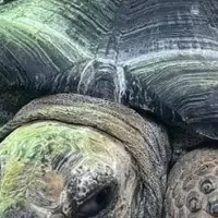 狭山ふれあい動物園