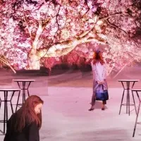 二条城の春夜桜