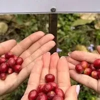 ネパールの特別コーヒー