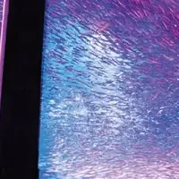 シーパラ春のお花見