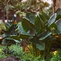 スターウッドの復活