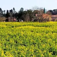 春の菜の花畑