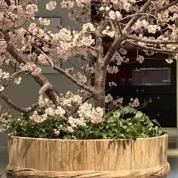 大丸心斎橋店の桜