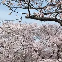 花畑公園の桜