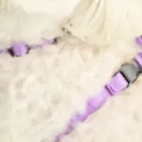 愛犬にぴったりのハーネス