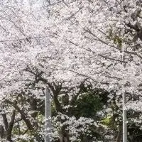 松戸市桜まつり