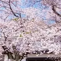 吉田家Sakura Week