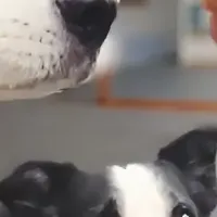 焼津産ペットおやつ登場