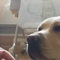 ファシリティドッグ拡大