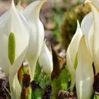 高山植物園の春