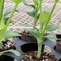 環境配慮のメロン苗