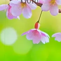 春を感じる桜