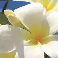 ふんわり髪の秘訣