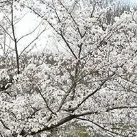 高槻市の桜巡り