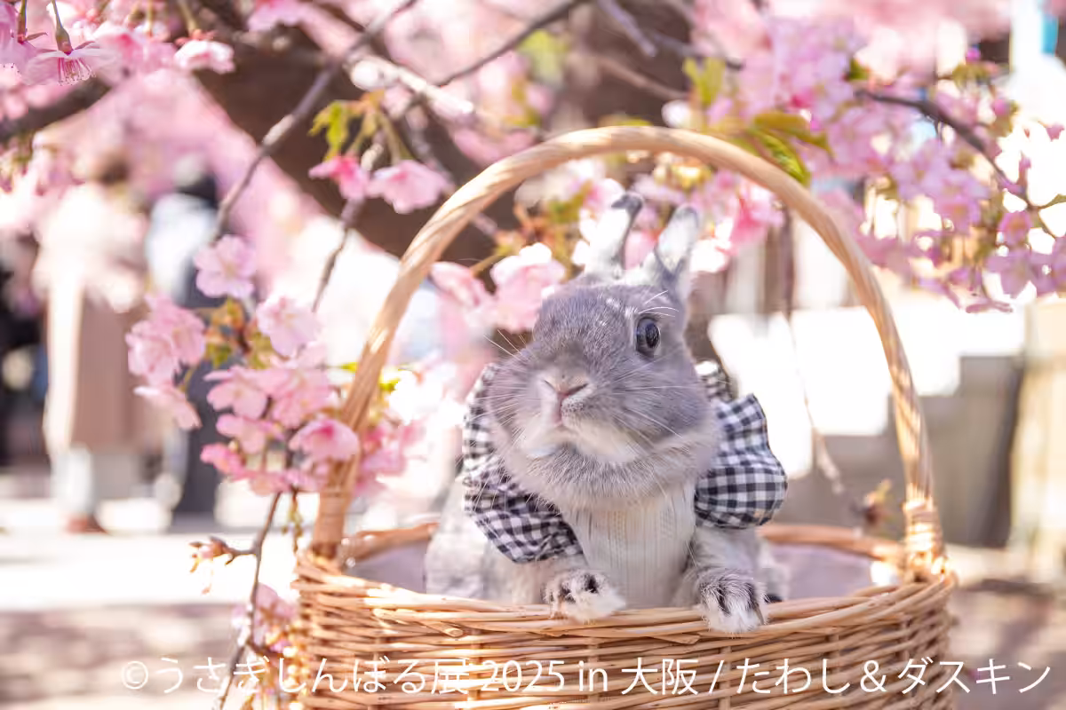 画像11