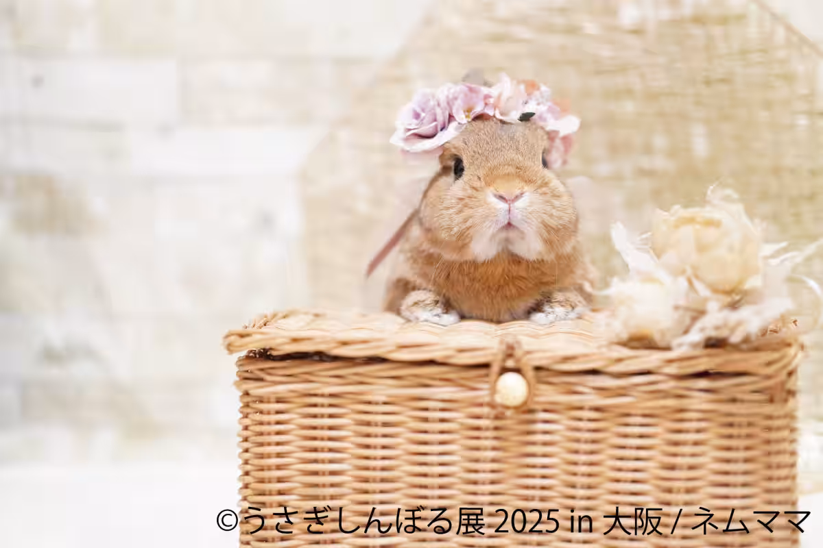 画像12