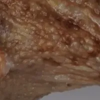 ミヤコヒキガエル研究