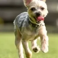 わんちゃんの腸活