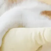 猫用キッカー登場！
