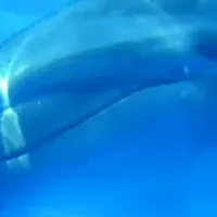 イルカの音とデジタイズ