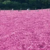 富士芝桜まつり開幕