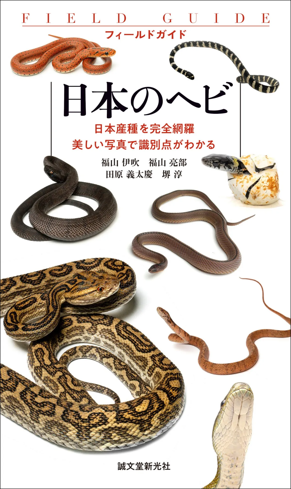 アルゼンチンのヘビ図鑑 爬虫類 洋書 ヘビ （洋書 爬虫類 その他
