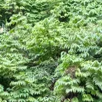 ガイア環境技術の受賞