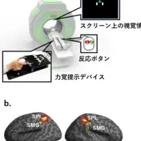 触覚と視覚の統合