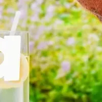 「ハンター」首輪・リード新作登場