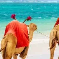 アフリカ旅行の魅力