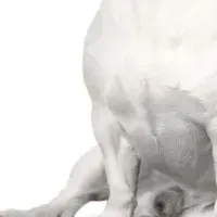 都会のペットライフ