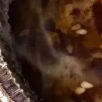 ガリバタメニュー登場