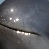 WWFのミャンマー支援