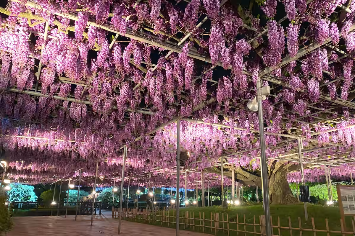 画像19