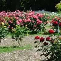 春のバラフェスタ