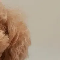 新デザインのバディバディ