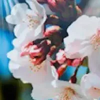 KAORUKOが手がける万博