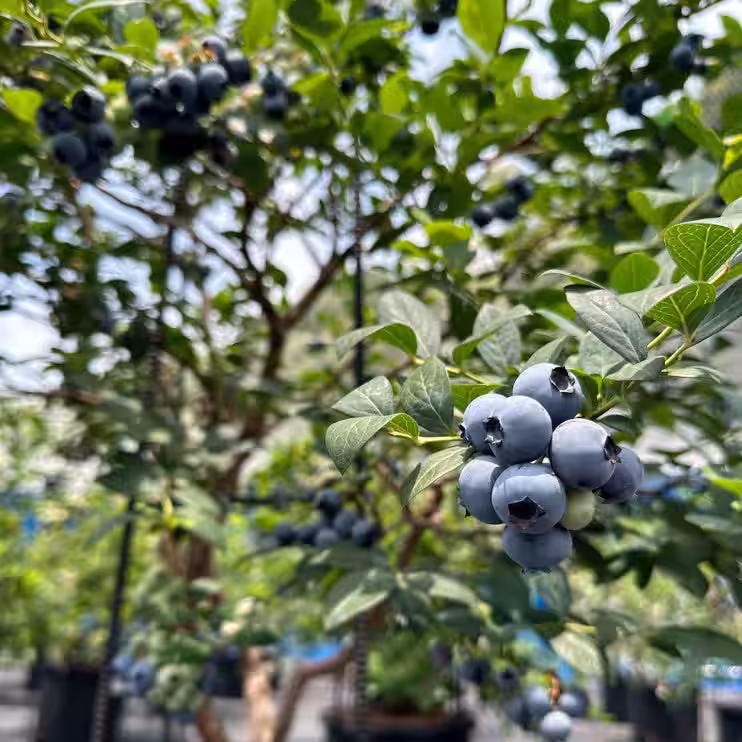 画像14