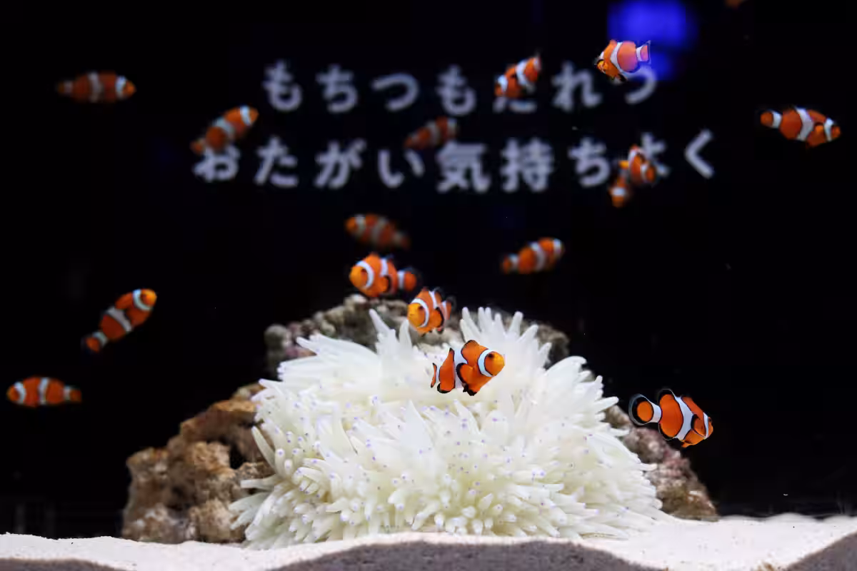 画像11