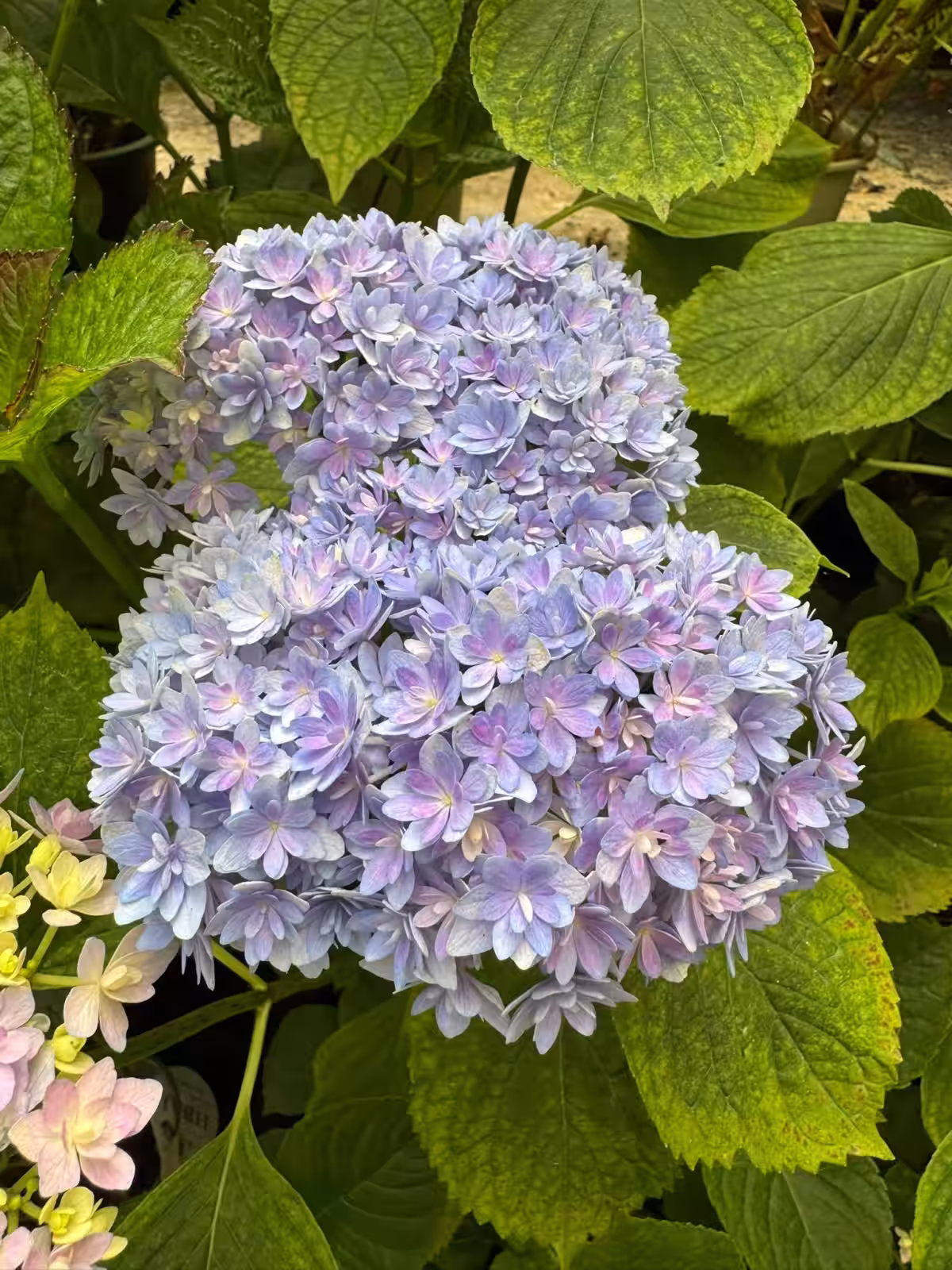 画像6