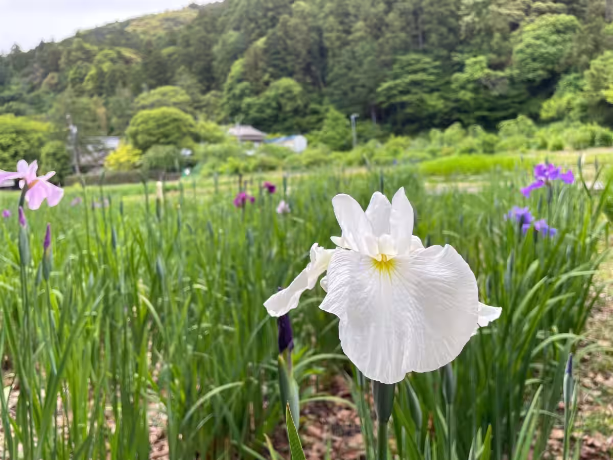 画像4