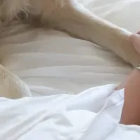 ホスピタル・ファシリティドッグ