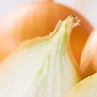 春の新玉ねぎ情報
