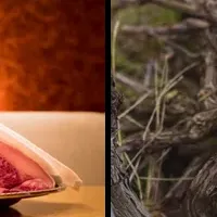 シャンパーニュの新時代