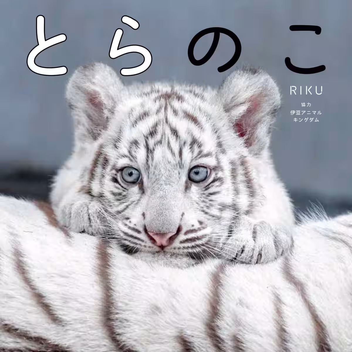 画像7