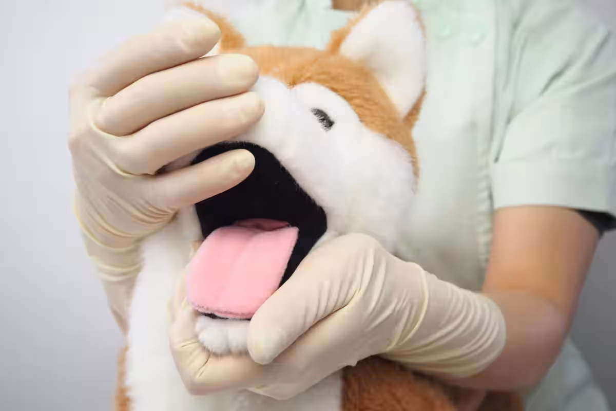 画像5
